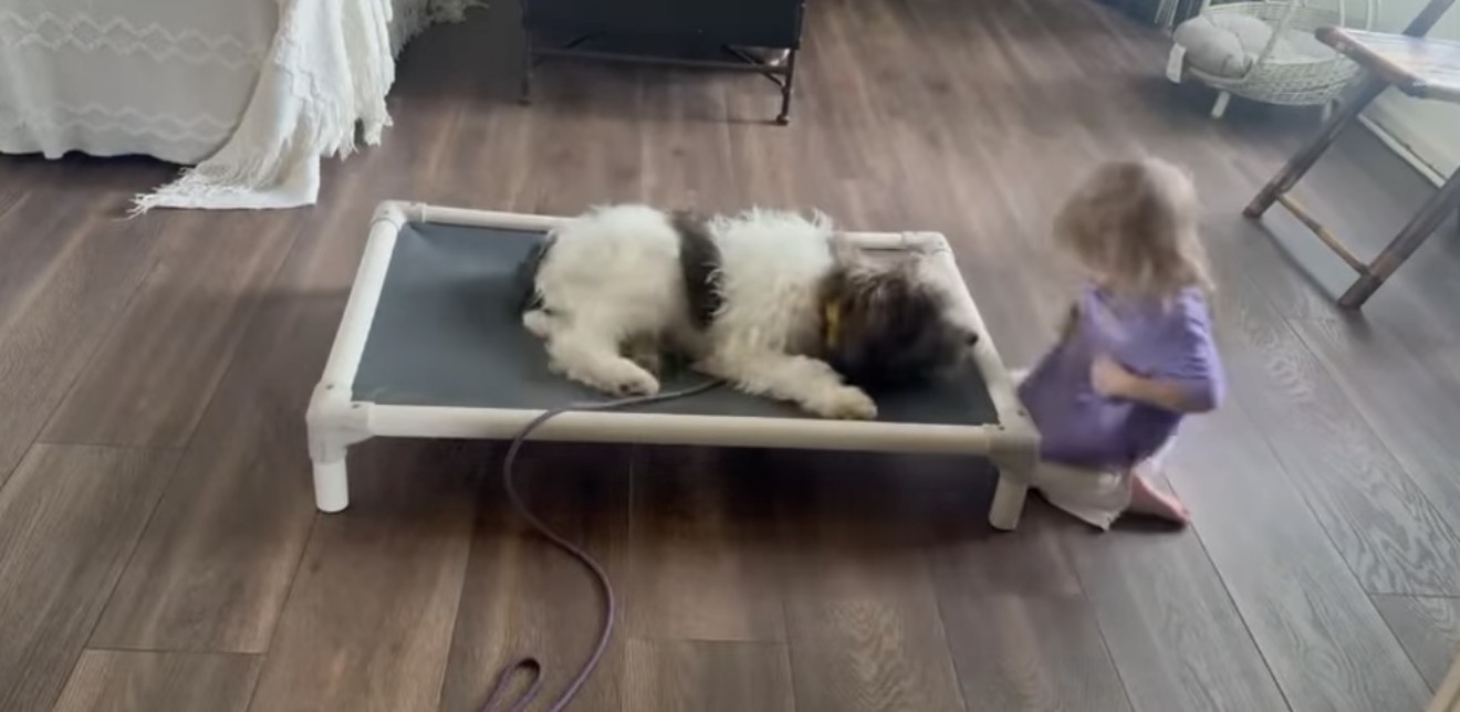 A fluffy puppy resting on a raised training cot with a purple leash, a child kneeling nearby